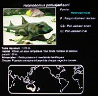 Requin dormeur taureau (txt).jpg